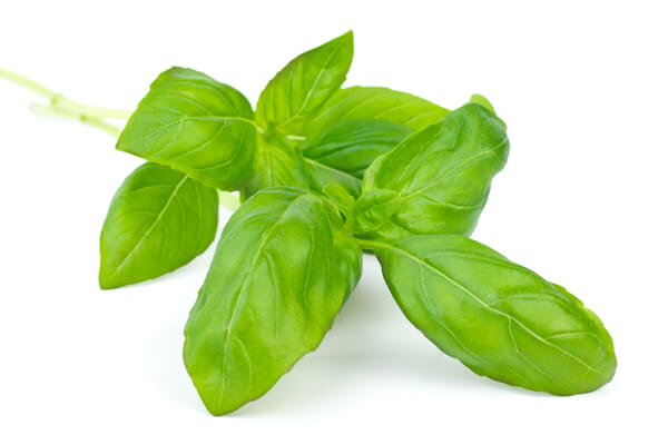 basil leaves